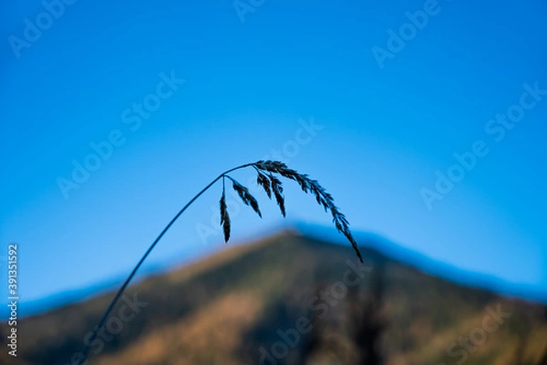 Fototapeta A herb against the sky and a mountain