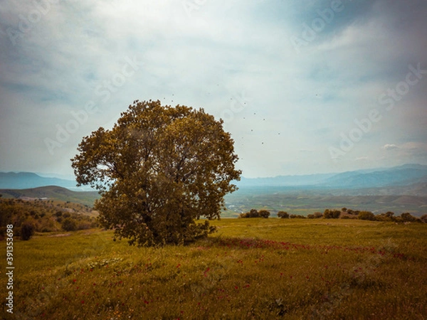 Obraz tree in the field