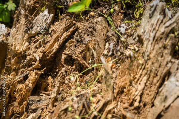 Fototapeta Tree bark close up texture background