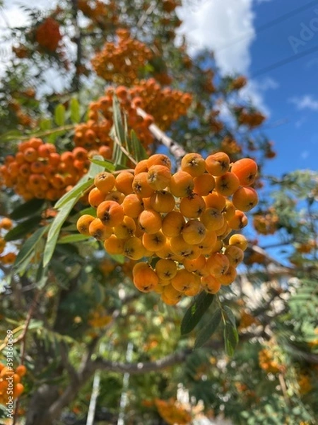 Fototapeta Orange rowan in autumn