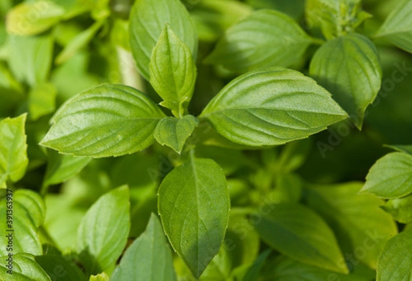 Fototapeta fresh green basil leaves
