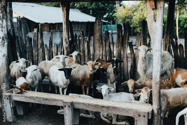 Obraz Cabras caminando en la granja 