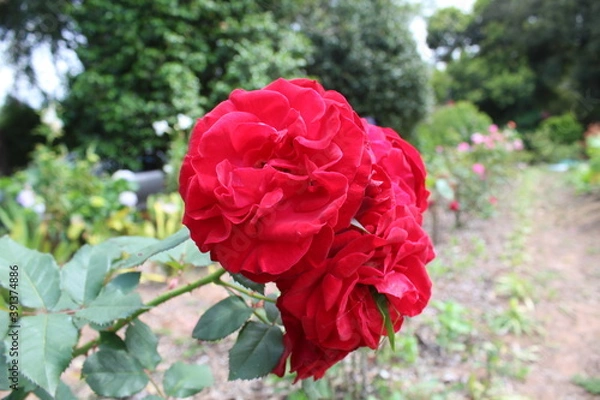 Obraz scorpion flowers SJV