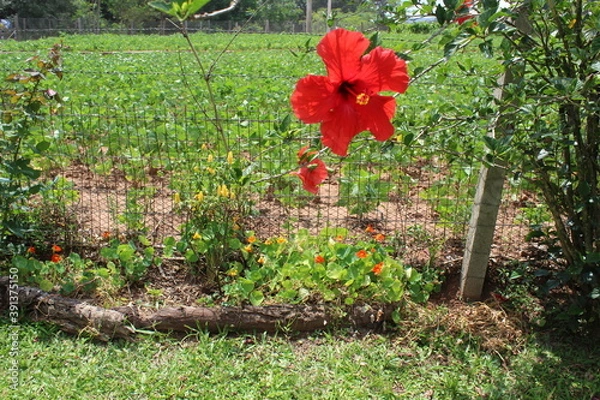 Obraz scorpion flowers SJV