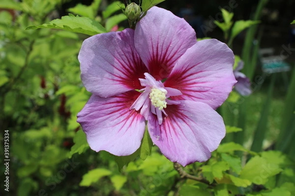 Obraz scorpion flowers SJV