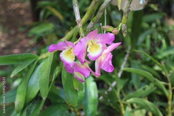 Obraz scorpion flowers SJV