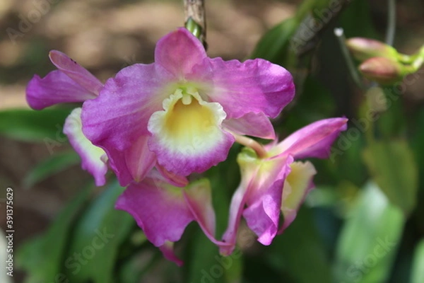 Obraz scorpion flowers SJV