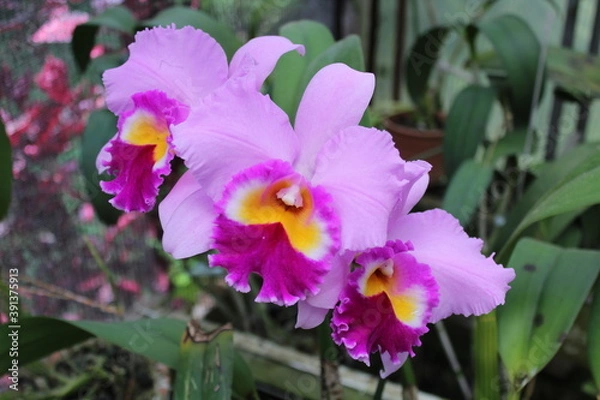 Obraz scorpion flowers SJV