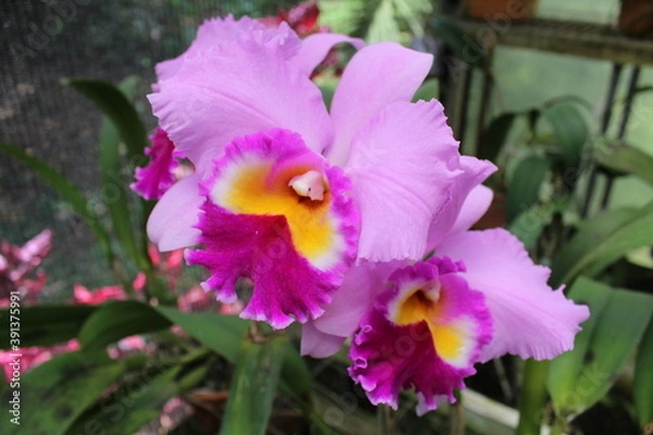 Obraz scorpion flowers SJV