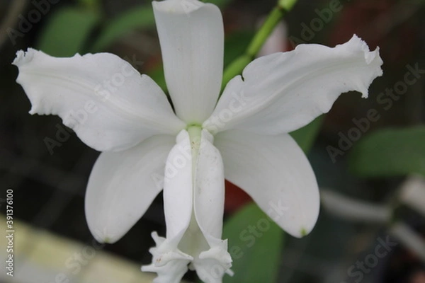 Obraz scorpion flowers SJV