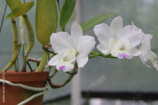 Obraz scorpion flowers SJV