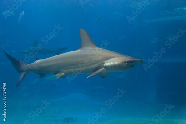 Obraz アカシュモクザメ