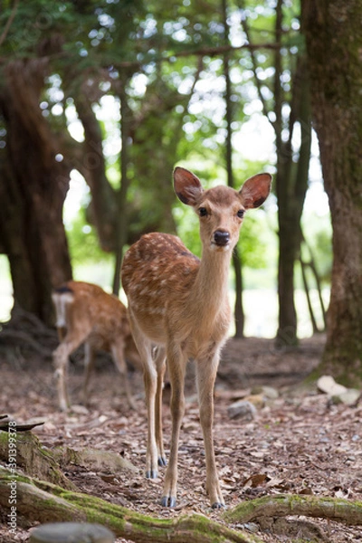 Fototapeta 奈良公園の鹿