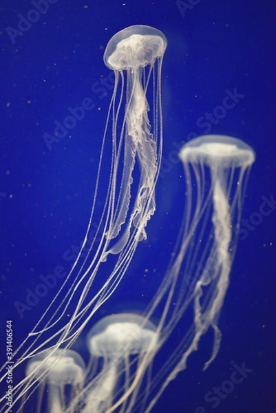 Fototapeta アマクサクラゲ