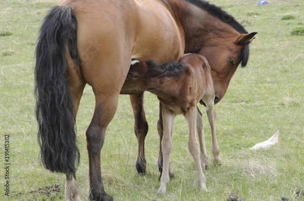 Fototapeta mare and foal