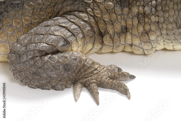 Fototapeta Front claw and scales of an Australian Fresh Water Crocodile.
