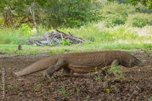 Obraz komodo dragon 3