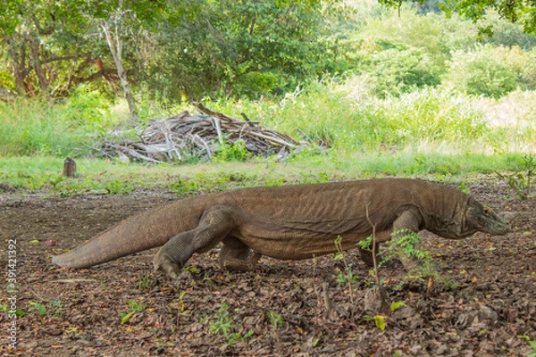 Obraz komodo dragon 2