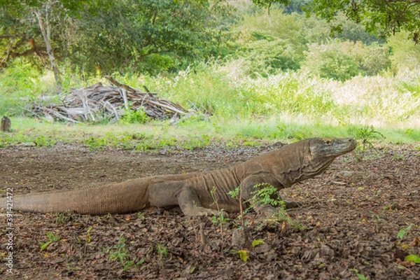 Obraz komodo dragon