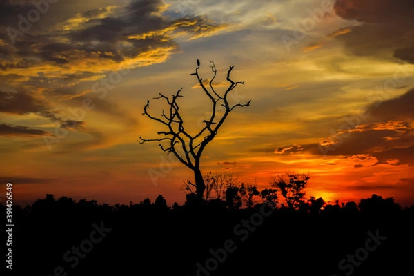 Fototapeta The orange sky at sunset and the shadow of the trees with the shadow of the birds.