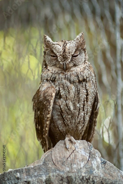 Obraz Scops owl (Otus scops)