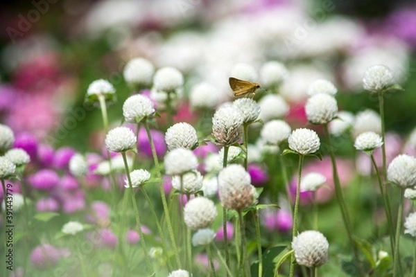 Fototapeta 暑さにも負けないで可愛らしく群生するセンニチコウ