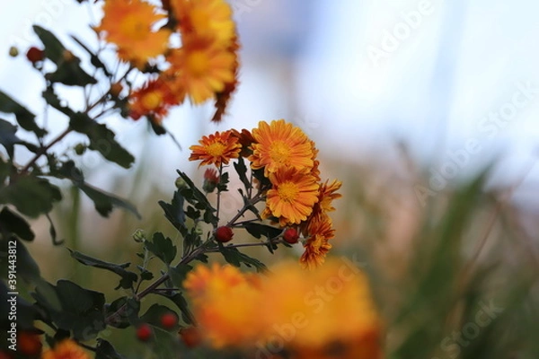 Fototapeta 秋の公園に咲くオレンジの小菊の花
