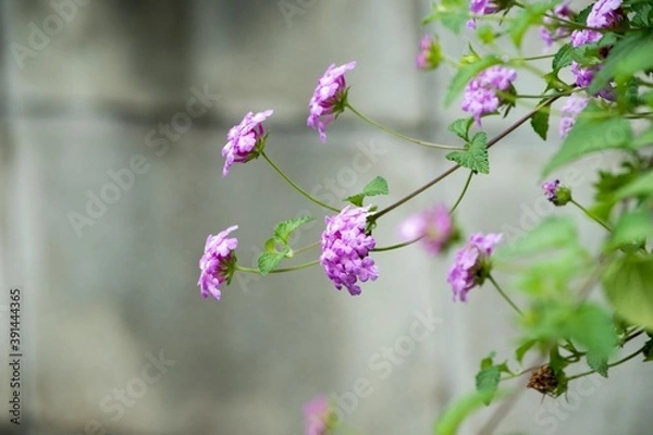 Fototapeta この可愛い花は地面を覆うように広がり、初夏から晩秋までカマラ種より小ぶりな半球状の花を咲かせます