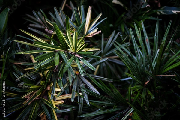 Obraz green leaft background