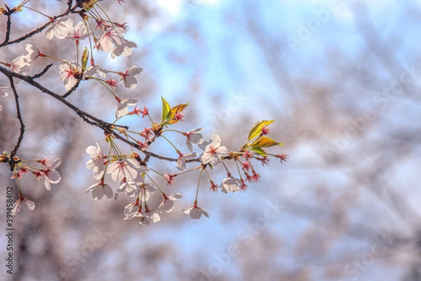 Obraz Cherry blossoms and bud
