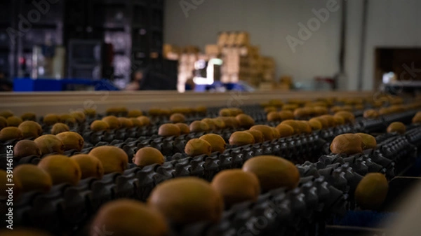 Obraz processing line at factory from kiwi fruit