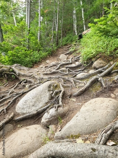 Obraz trail in the forest