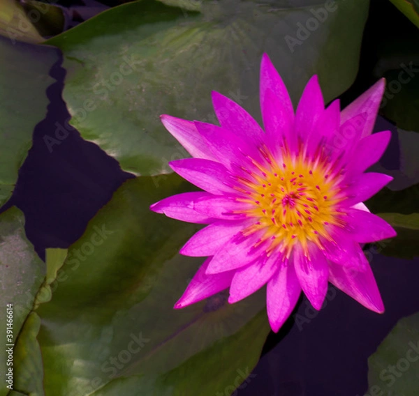 Fototapeta Close-up beautiful Pink waterlily