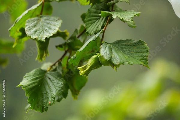 Obraz leaves on a branch