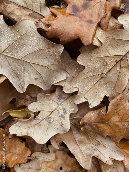 Fototapeta maple leaf on the ground