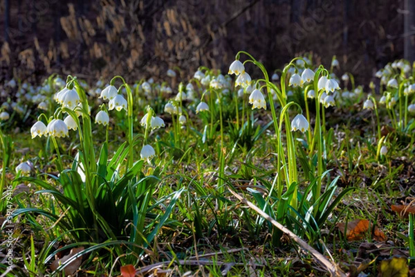Fototapeta bunch of snowflake flowers on the forest glade. spring nature background on a sunny day