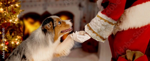 Obraz Dog gives Santa Claus the paw