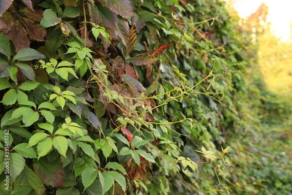Fototapeta Autumn colored branch of wild grapes with red yellow and green leaves. Parthenocissus. Grape woodbine. Autumn natural texture.
