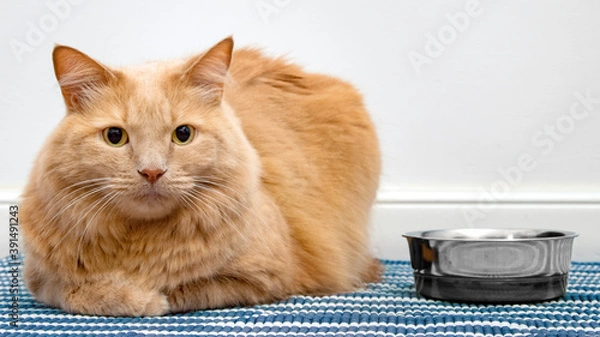 Fototapeta Close up on a cat while waiting food or water. Beautiful cat sitting next to his bowl. Concept of the importance of water intakes in cats. Dry pet food against wet food.