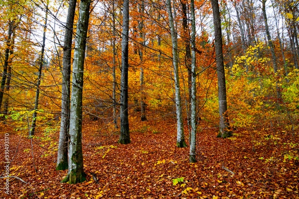 Fototapeta Autumn forest trees for natural autumn background