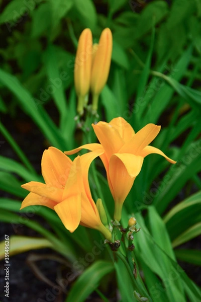 Obraz orange tiger lily