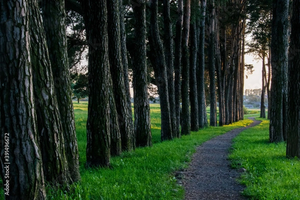 Obraz walking in the woods