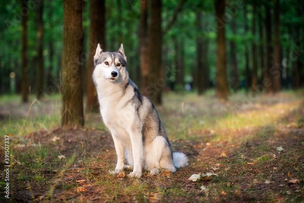 Fototapeta A young Siberian Husky is sitting in a forest. She has amber eyes, grey and white fur; sunset light shines on her in golden color. There are many trees with brown trunks in the background.