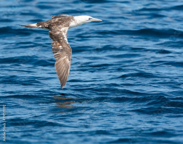 Fototapeta Northern Gannet, Morus bassanus