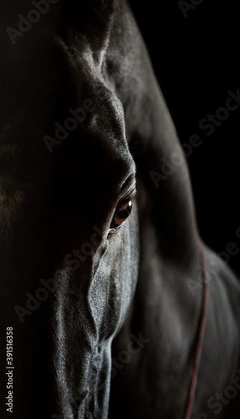 Obraz portrait of a horse