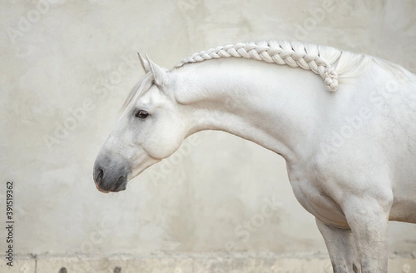 Obraz white horse in the stable