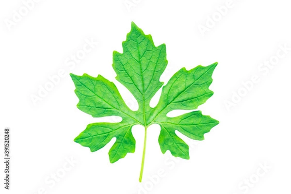 Fototapeta leaf isolated on white