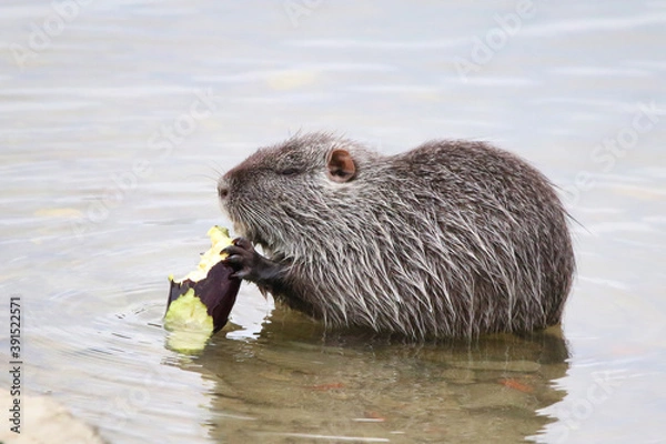 Fototapeta photograph of a muskrat on a lake in the wild.