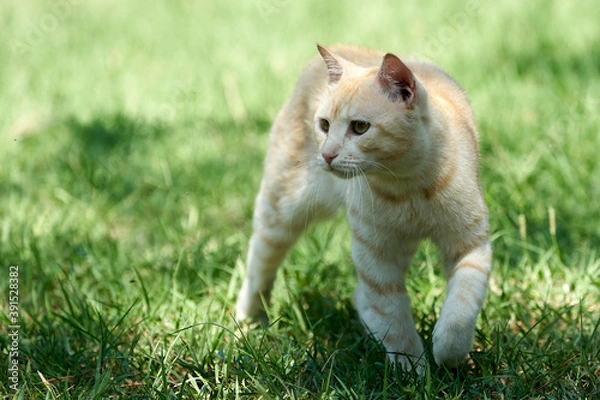 Obraz young red cat walking in a meadow