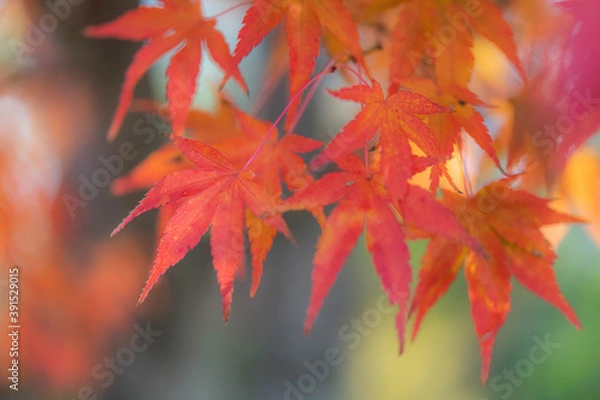 Fototapeta 真っ赤なもみじ